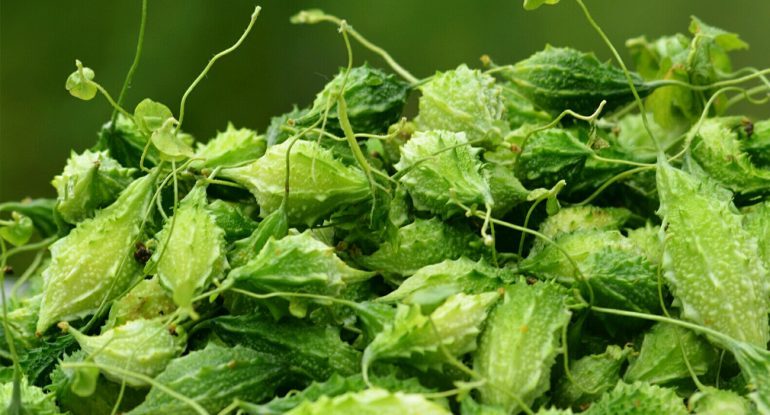 Thảo dược trị tiểu đường hiệu quả Thảo dược trị tiểu đường hiệu quả